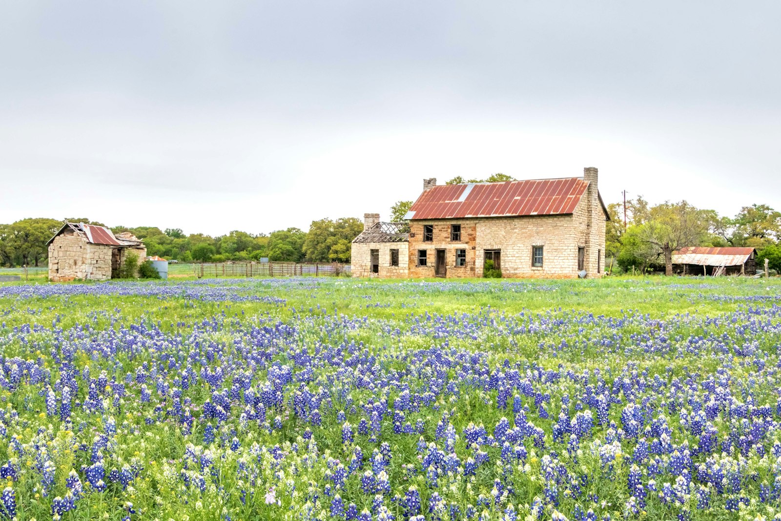 A Texas home behind a field of bluebonnets